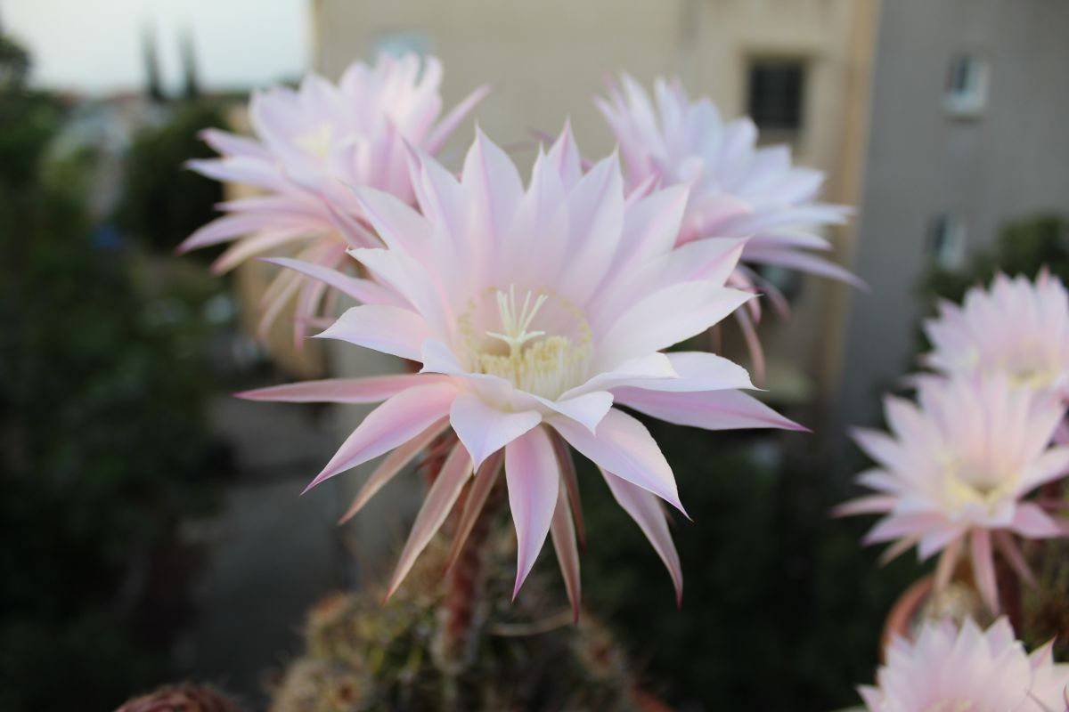 Prévisions météo avec de superbes photos de Sviatoslav