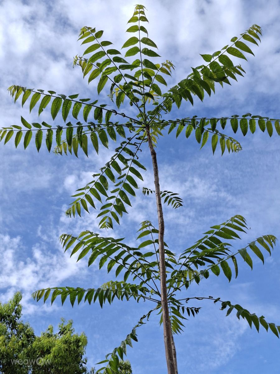 Photographe Wen-ya Huang, Photos météo à Kaohsiung - Weawow