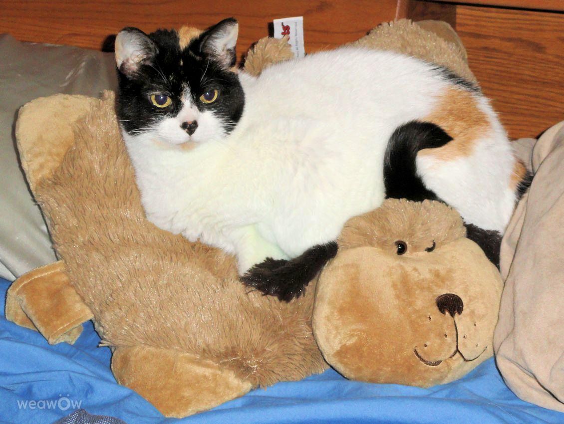 摄影师 Cajungrl26，Laplace的天气照片 - Weawow