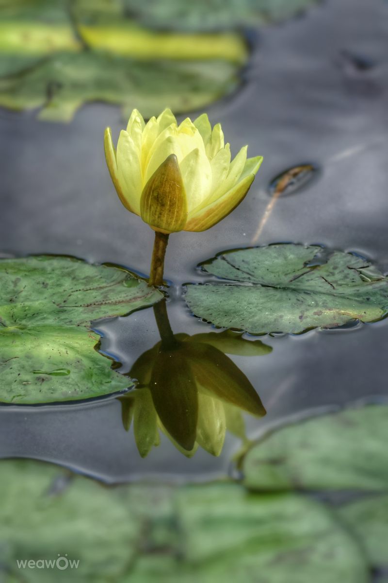 Weather Photos in Rombergpark-Lücklemberg. Weather forecasts with beautiful photos by Lotti5507