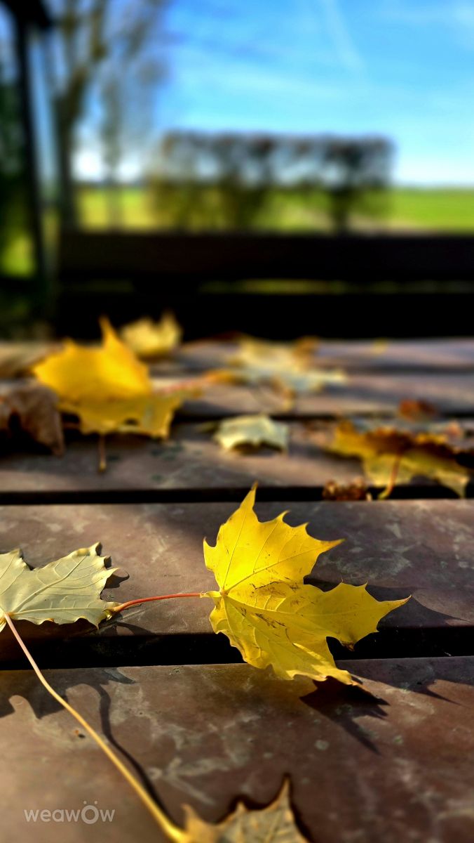 Photographe Hela, Photos météo à Bavière - Weawow