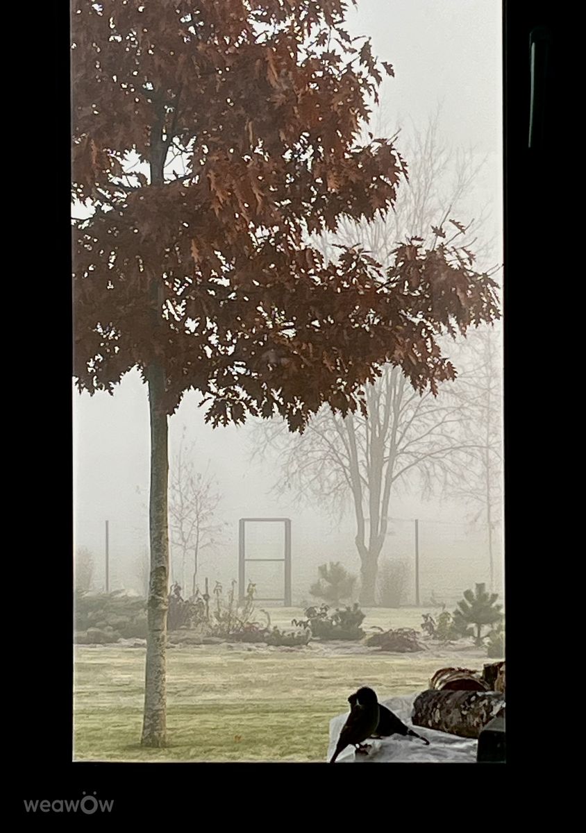 Photographe Stassy, Photos météo à Teshkovo - Weawow