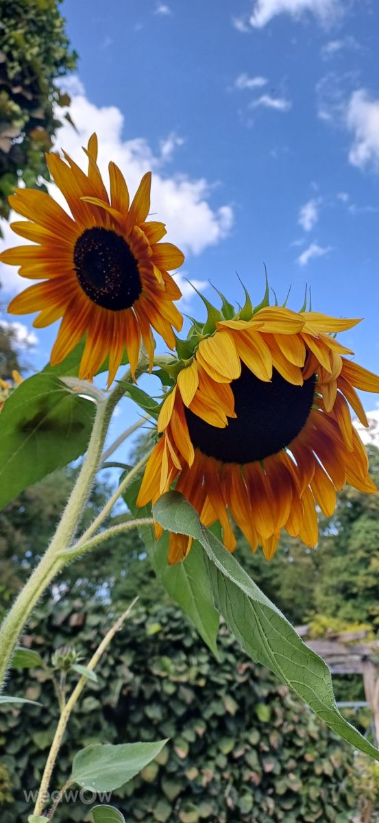 Weather Photos in Fürth. Weather forecasts with beautiful photos by vic74furt762