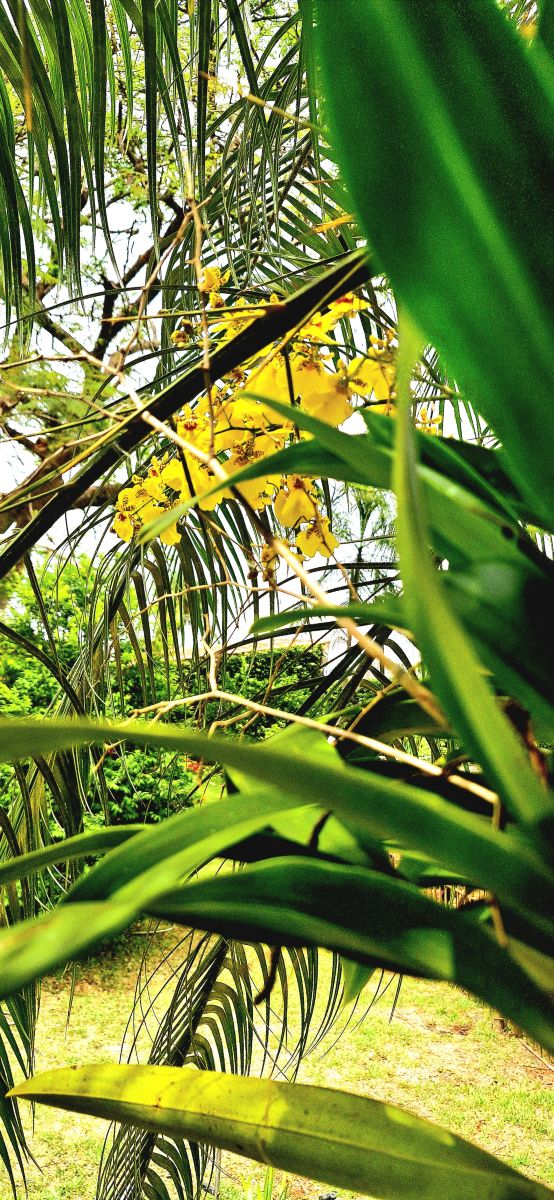 Minas Gerais的天气照片. 天气预报，带Rennan-N4精美的照片