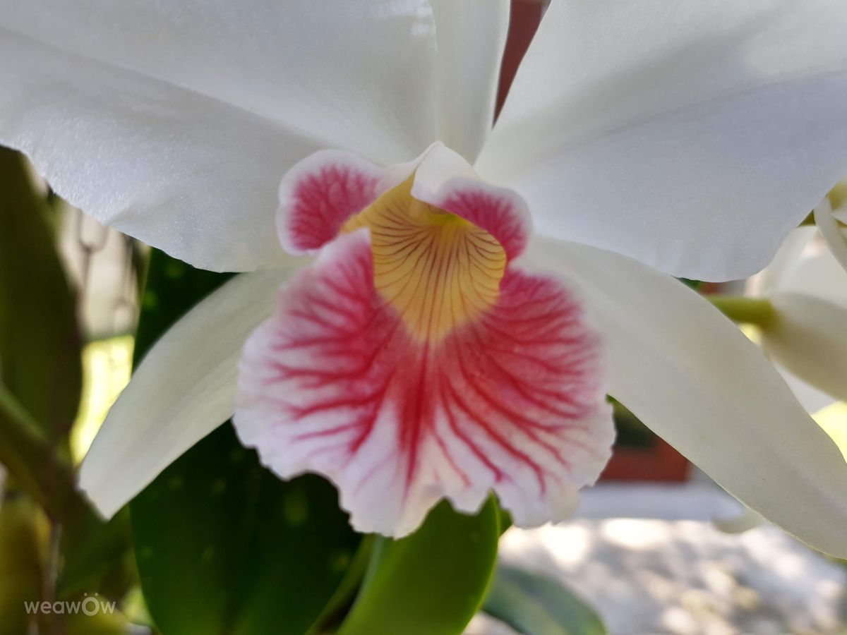 Santa Catarina的天气照片. 天气预报，带VIAꓨEM_E_HISTÓЯIA精美的照片