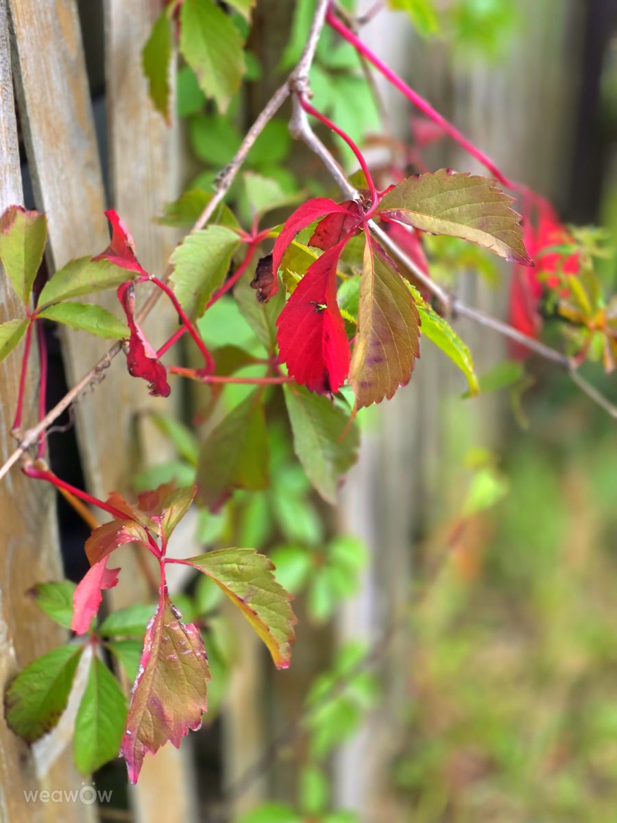 Velbertの天気写真. Seniの美しい写真による天気予報