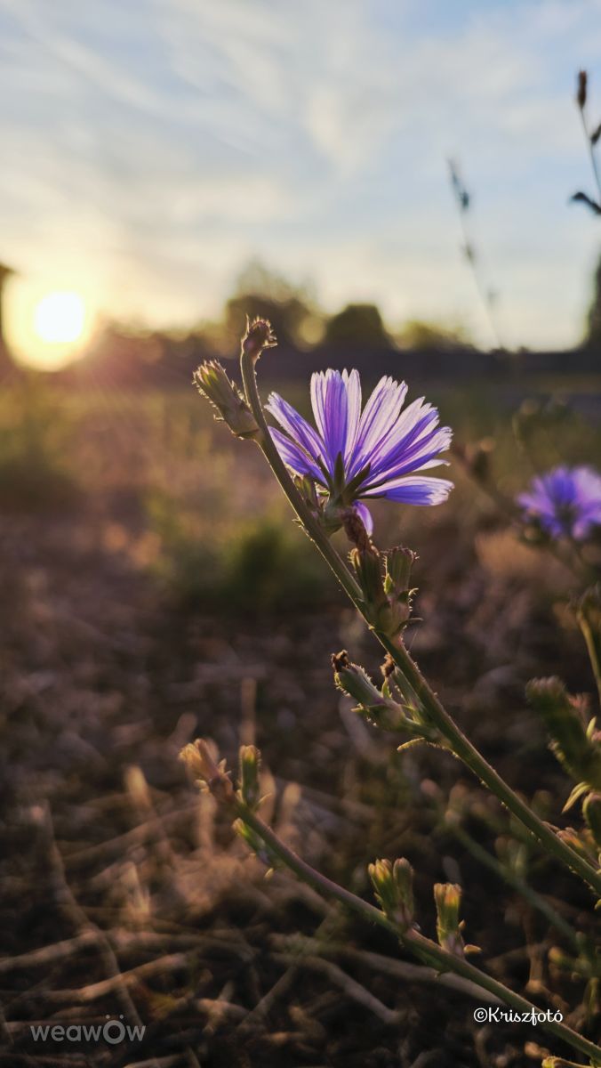 Pronósticos del tiempo con hermosas fotos de Kriszfoto