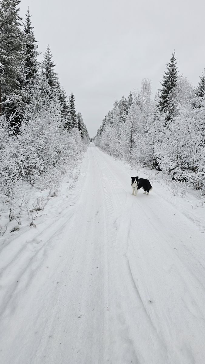 Weather Photos in Ylivieska. Weather forecasts with beautiful photos by Piia