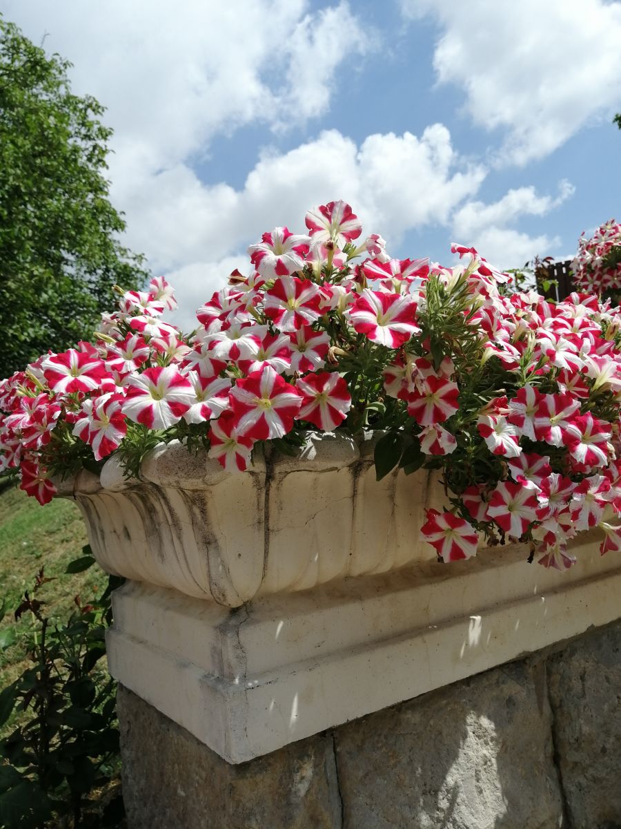 Fotos do tempo em Arad. Previsões do tempo com lindas fotos de Augustin