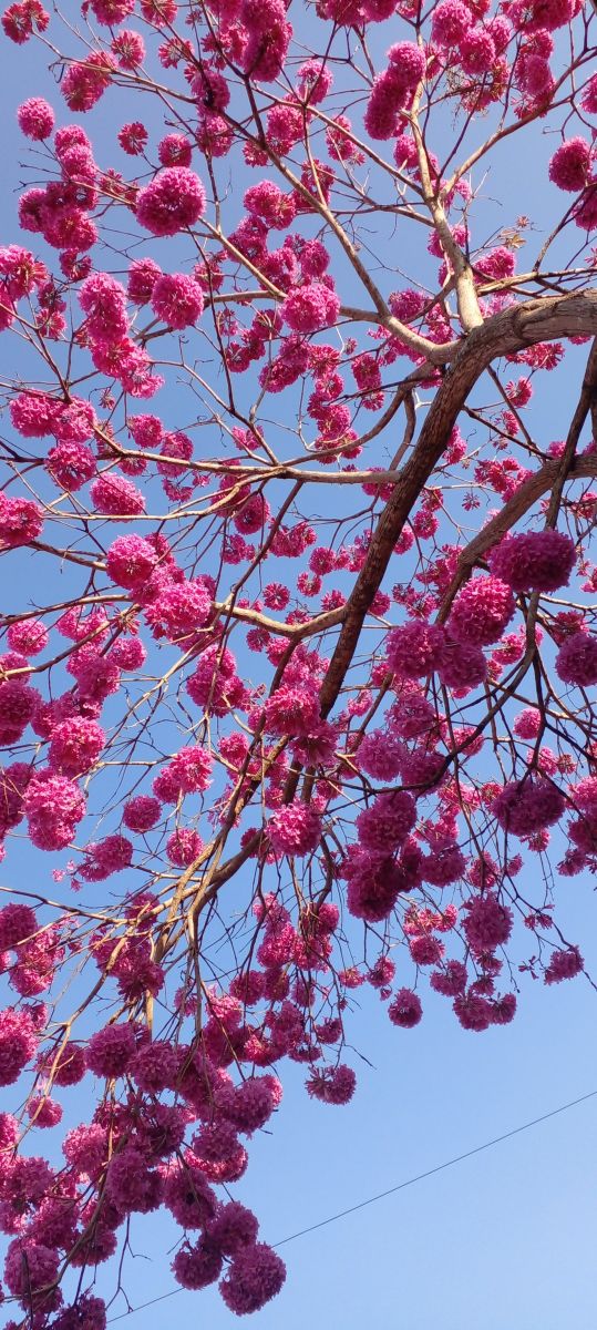 Photos météo à Tietê. Prévisions météo avec de superbes photos de Flavioalemao