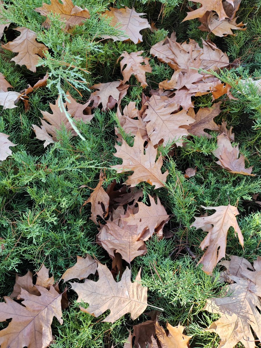 Fotografos Albert_Smelovtsev, Fotos do tempo em Roza Khutor - Weawow