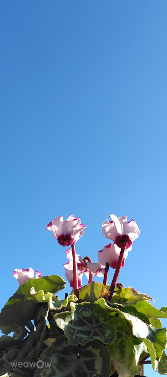 Photographer umemui, Weather Photos in Honshu - Weawow