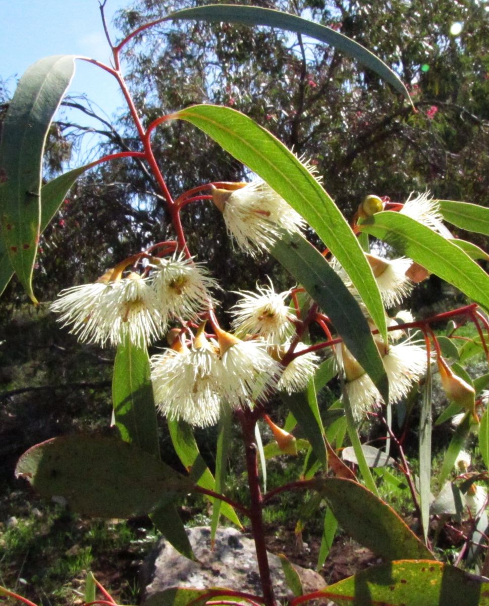 Photos météo à HaMerkaz. Prévisions météo avec de superbes photos de Sviatoslav