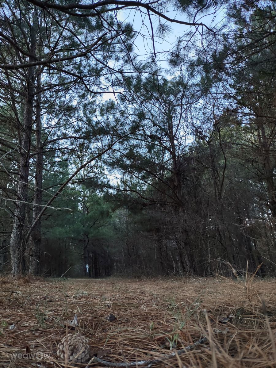 亚拉巴马州的天气照片. 天气预报，带MudLark精美的照片