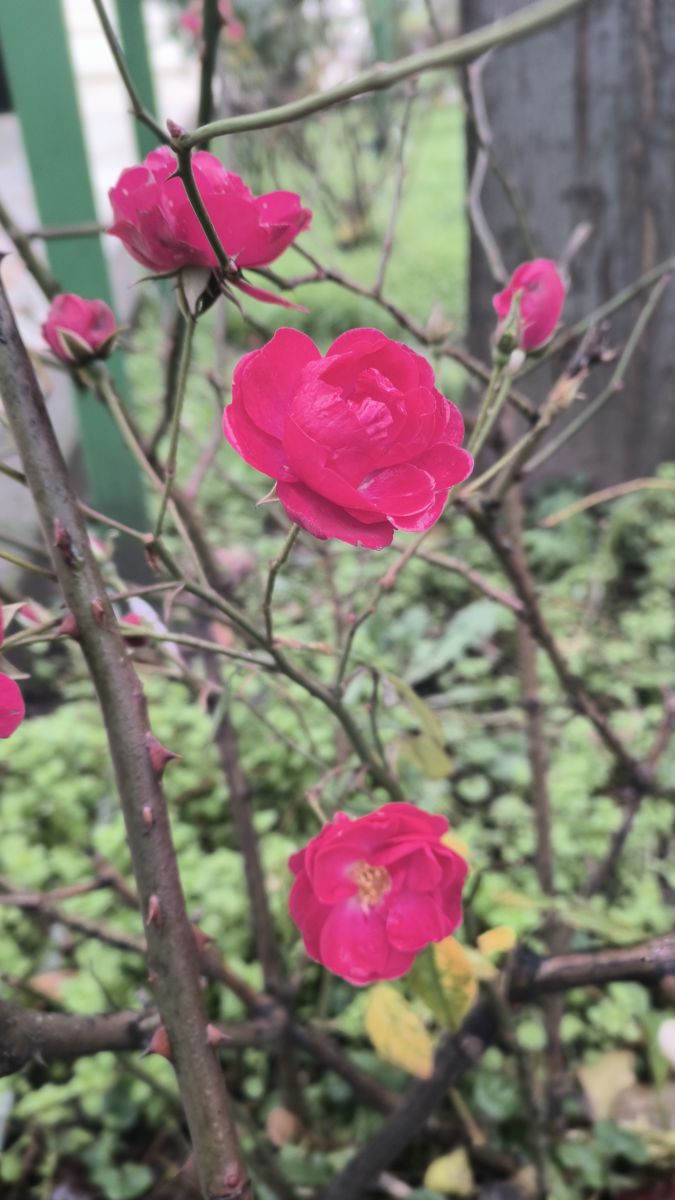 Fotos sobre el clima en București. Pronósticos del tiempo con hermosas fotos de YanBog