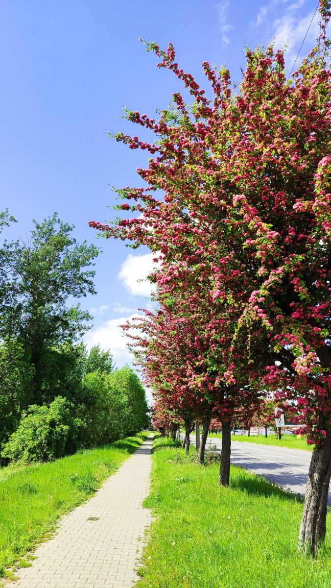 Fotógrafo Romek58, Fotos sobre el clima en Wieluń - Weawow