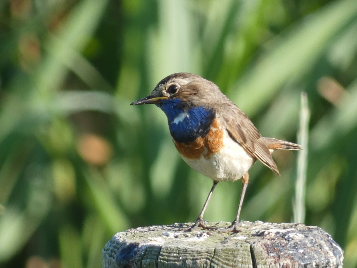 Фотограф fwerner, Фотографии Погоды в Dangast - Weawow