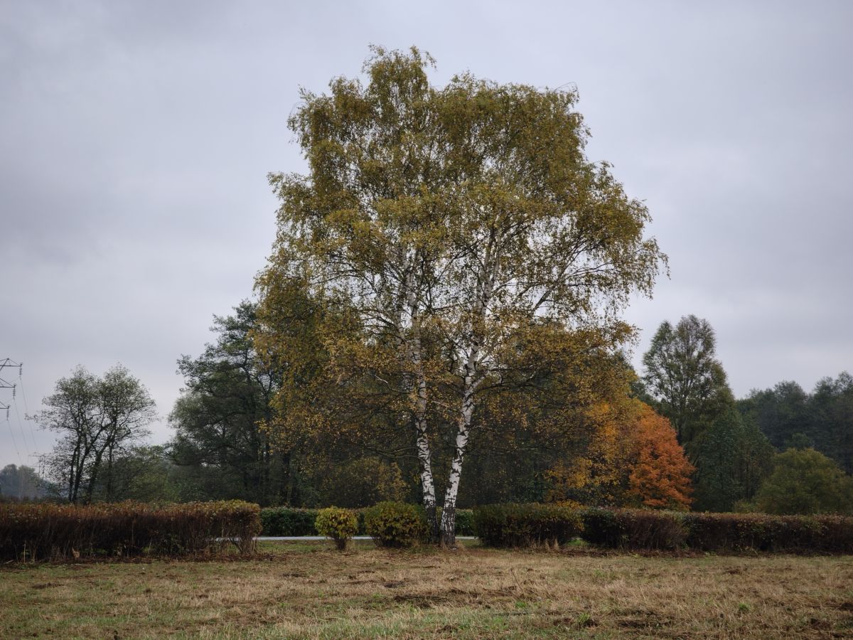 Photographer Amanda_and_Valdemar_Che, Weather Photos in Izmaylovo District - Weawow