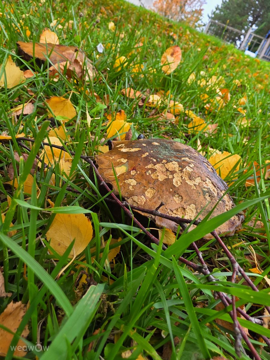 Fotografos Seni, Fotos do tempo em Velbert - Weawow