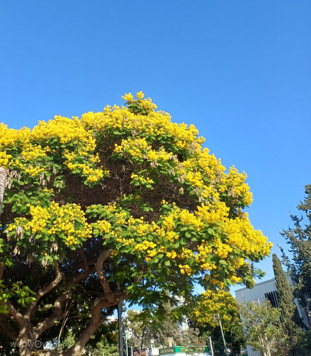 Weather Photos in Holon. Weather forecasts with beautiful photos by Zaza