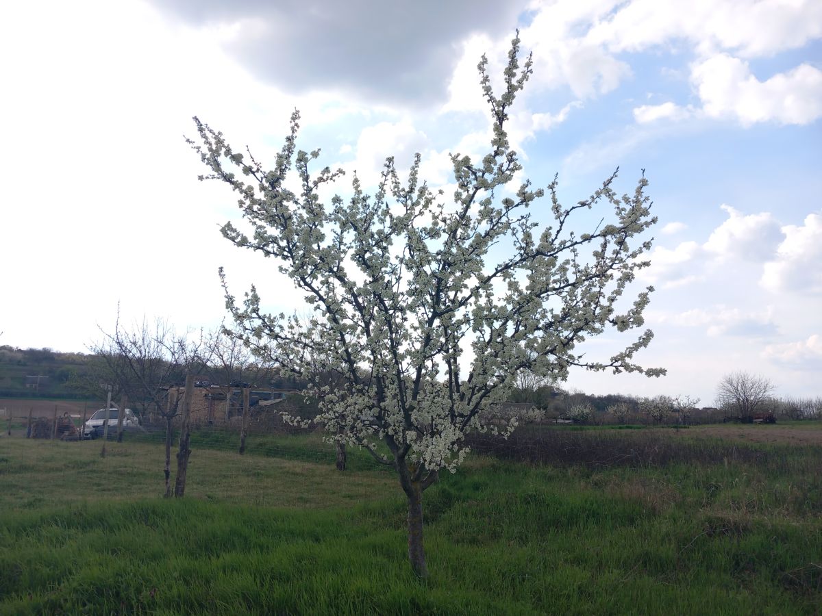 Fotos sobre el clima en Simontornya. Pronósticos del tiempo con hermosas fotos de Koppany