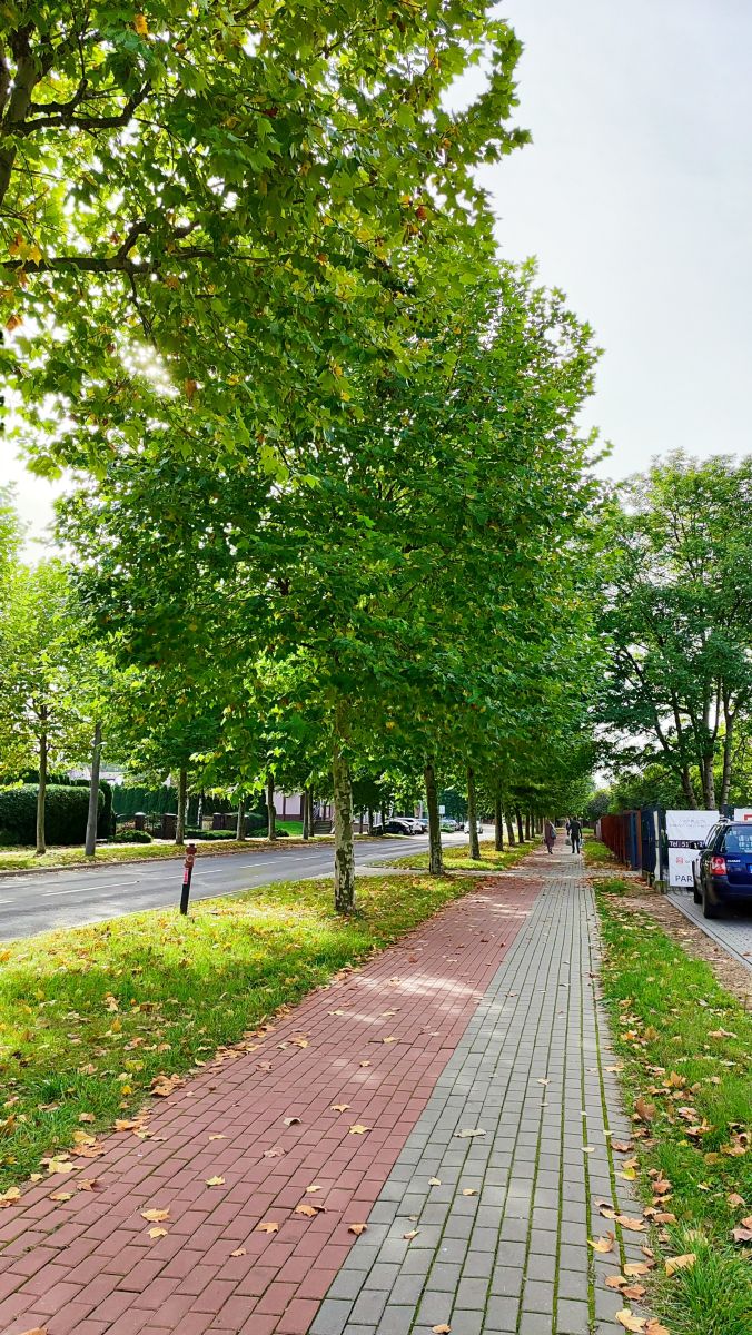 Fotógrafo Romek58, Fotos sobre el clima en Wieluń - Weawow