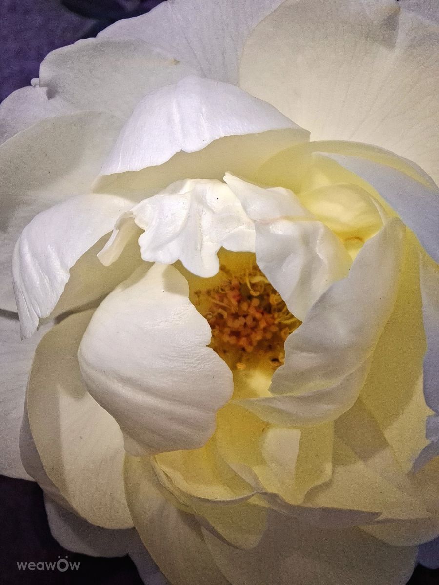 Photos météo à Kaohsiung. Prévisions météo avec de superbes photos de Wen-ya Huang