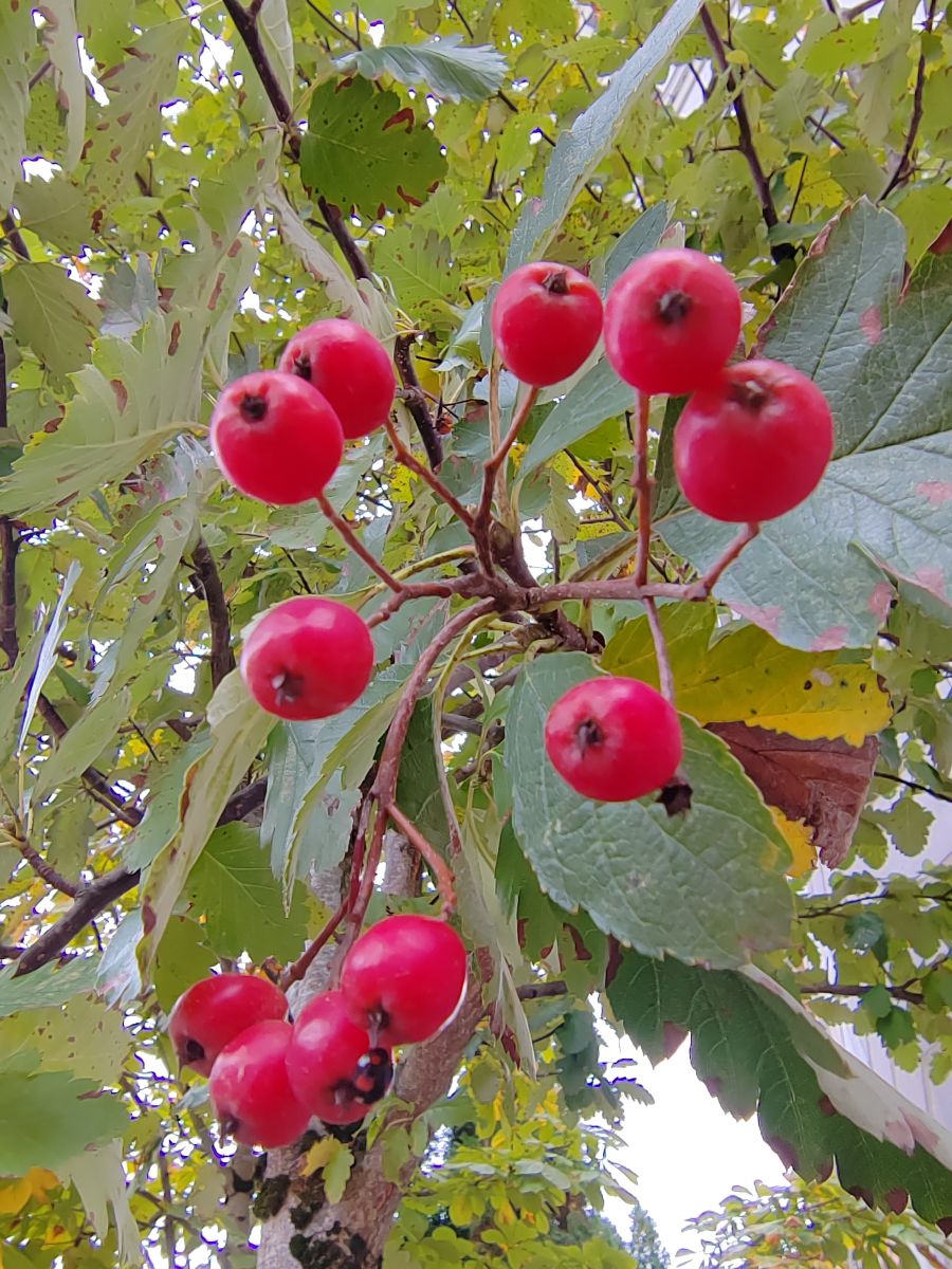 摄影师 Albert_Smelovtsev，Roza Khutor的天气照片 - Weawow