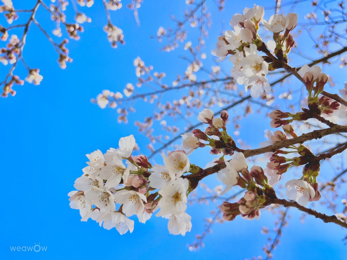 Weather Photos in Saku-shi. Weather forecasts with beautiful photos by Kasumisou