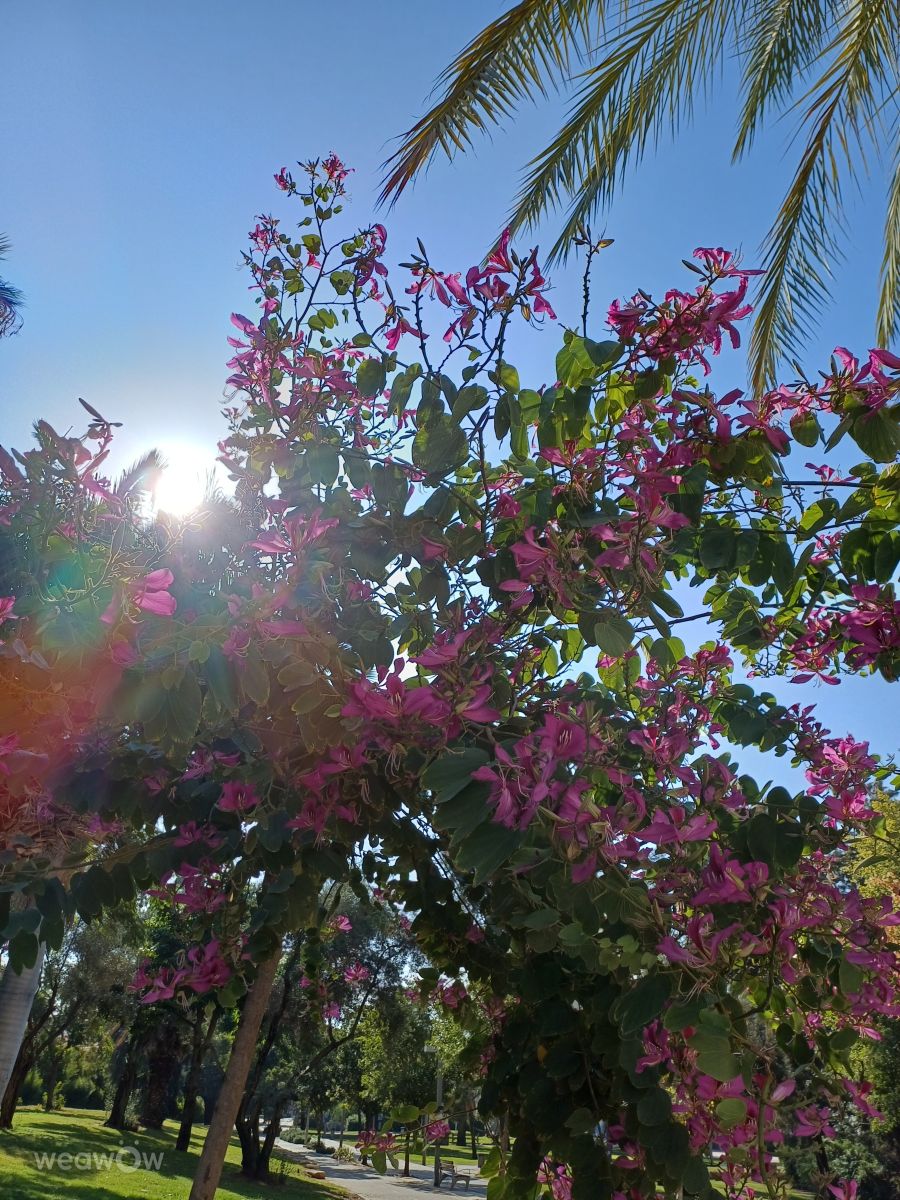テルアビブ地区の天気写真. Zazaの美しい写真による天気予報