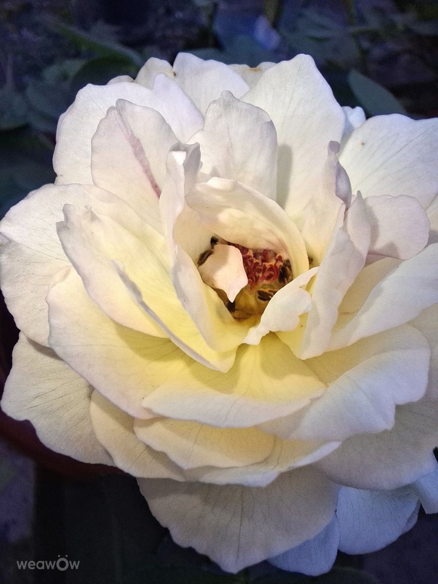 Фотограф Wen-ya Huang, Фотографии Погоды в Kaohsiung City - Weawow