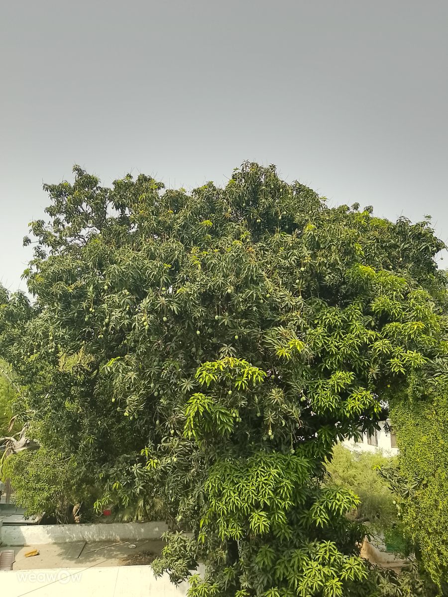 Weather Photos in Delhi. Weather forecasts with beautiful photos by Fotokhan