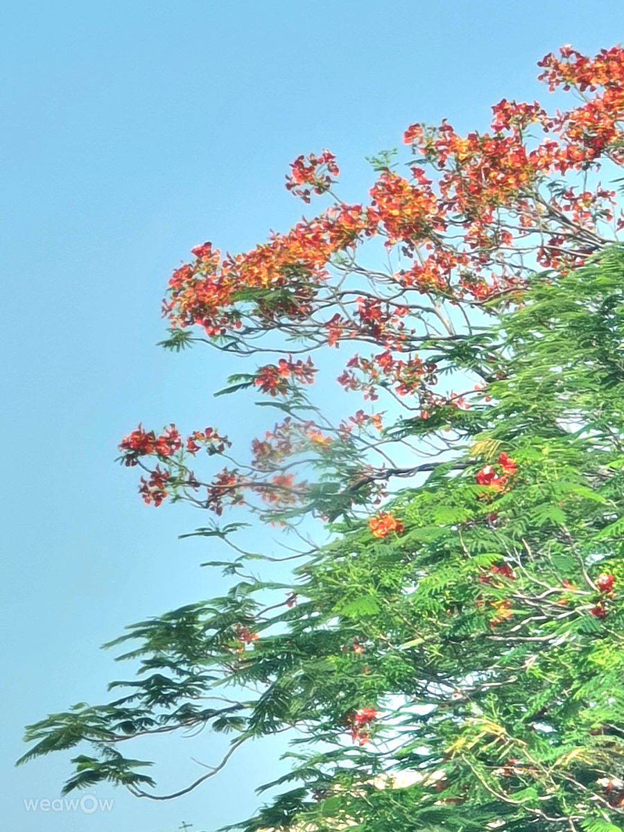Weather Photos in United Arab Emirates. Weather forecasts with beautiful photos by phantran