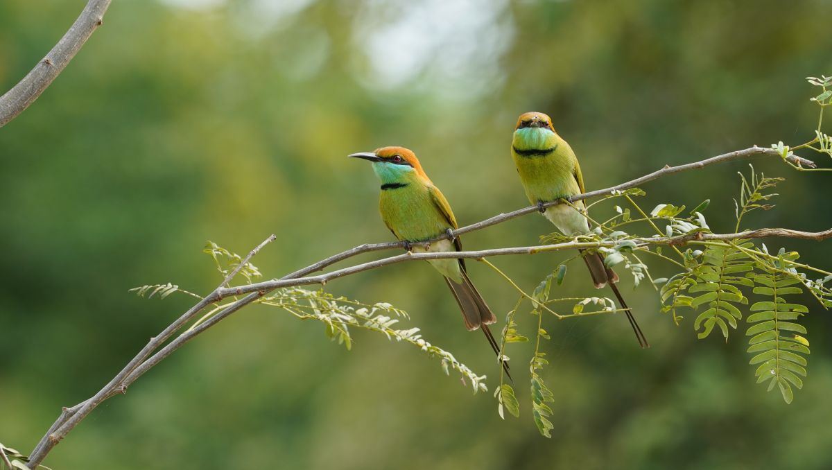 タイの天気写真. Flöschの美しい写真による天気予報
