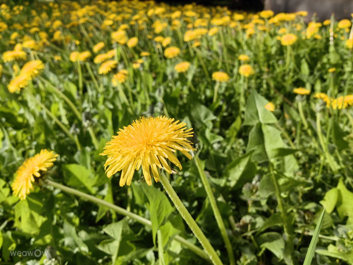 Khabarovsk Krai的天气照片. 天气预报，带Balaress精美的照片