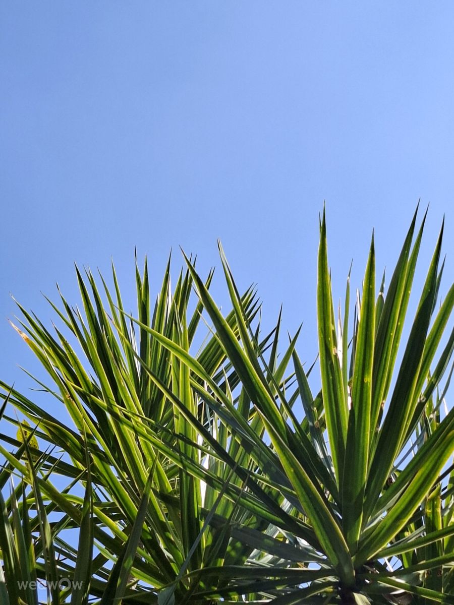 Weather Photos in Kaohsiung City. Weather forecasts with beautiful photos by Wen-ya Huang