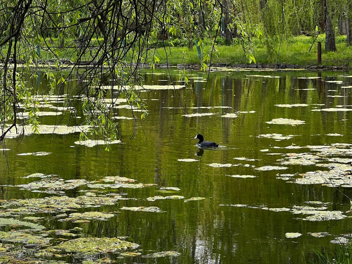 Fotos sobre el clima en Chișinău. Pronósticos del tiempo con hermosas fotos de InnaMoon