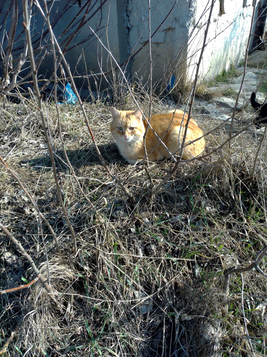 Photographer Оксана Алла, Weather Photos in Pokotylivka - Weawow