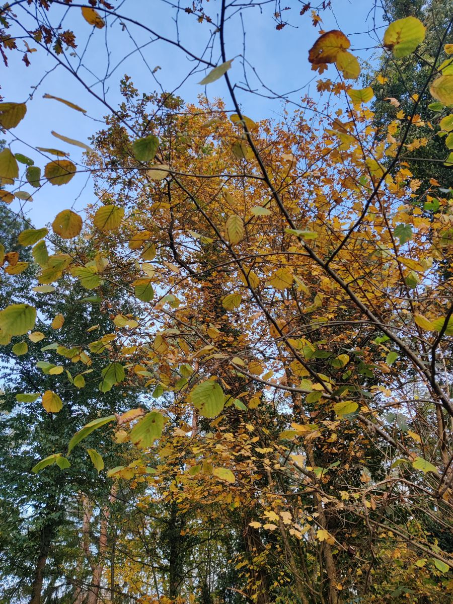 Fotografos Zorrra, Fotos do tempo em Kladow - Weawow