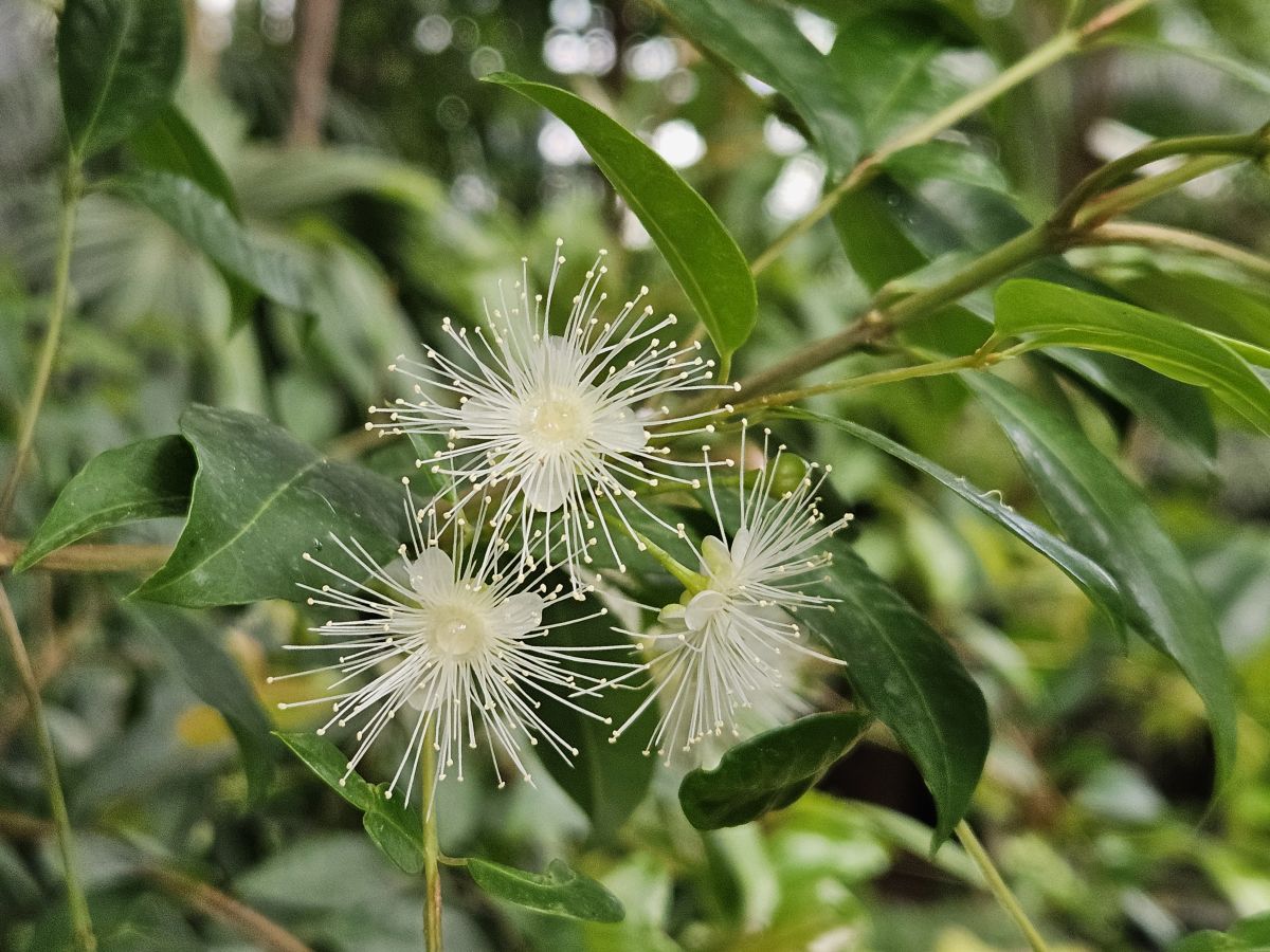 莫斯科的天气照片. 天气预报，带Flying_Pie精美的照片