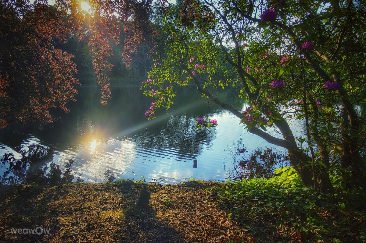 Weather Photos in Rombergpark-Lücklemberg. Weather forecasts with beautiful photos by Gweiland