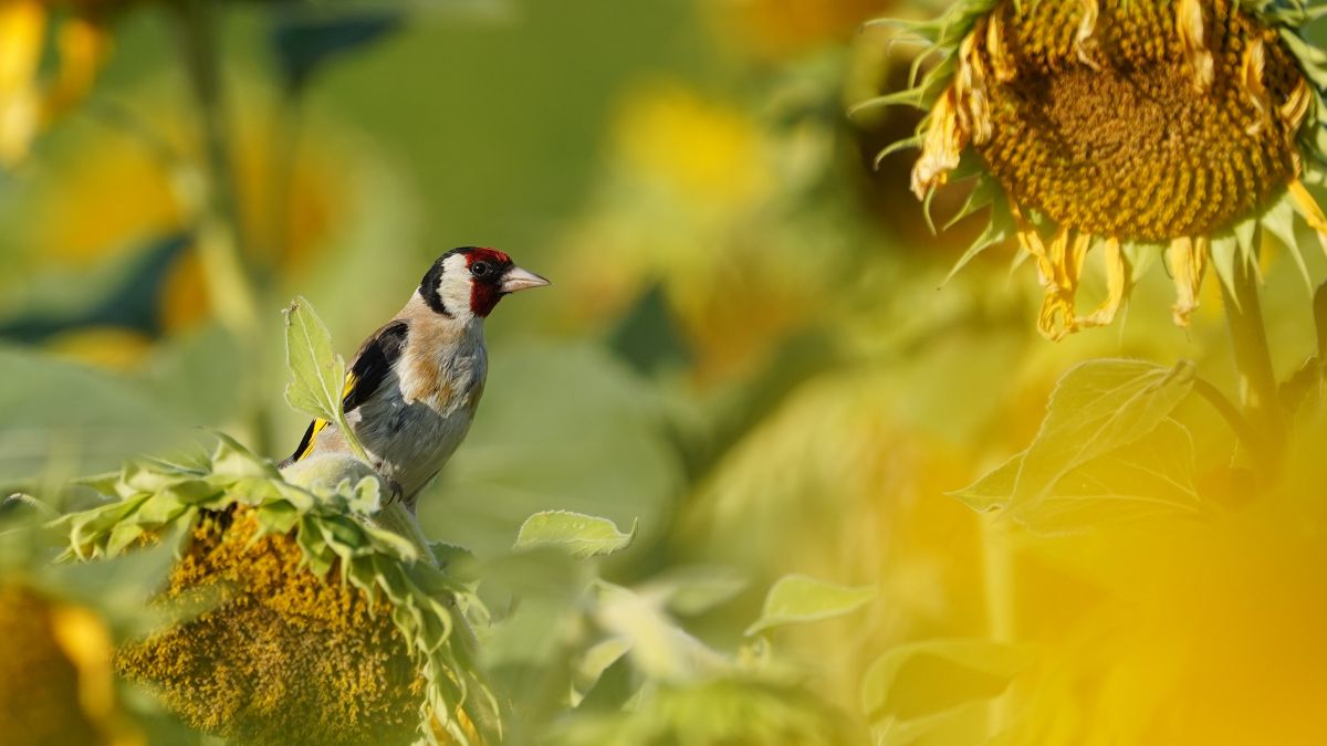 Weather Photos in Germany. Weather forecasts with beautiful photos by Flösch