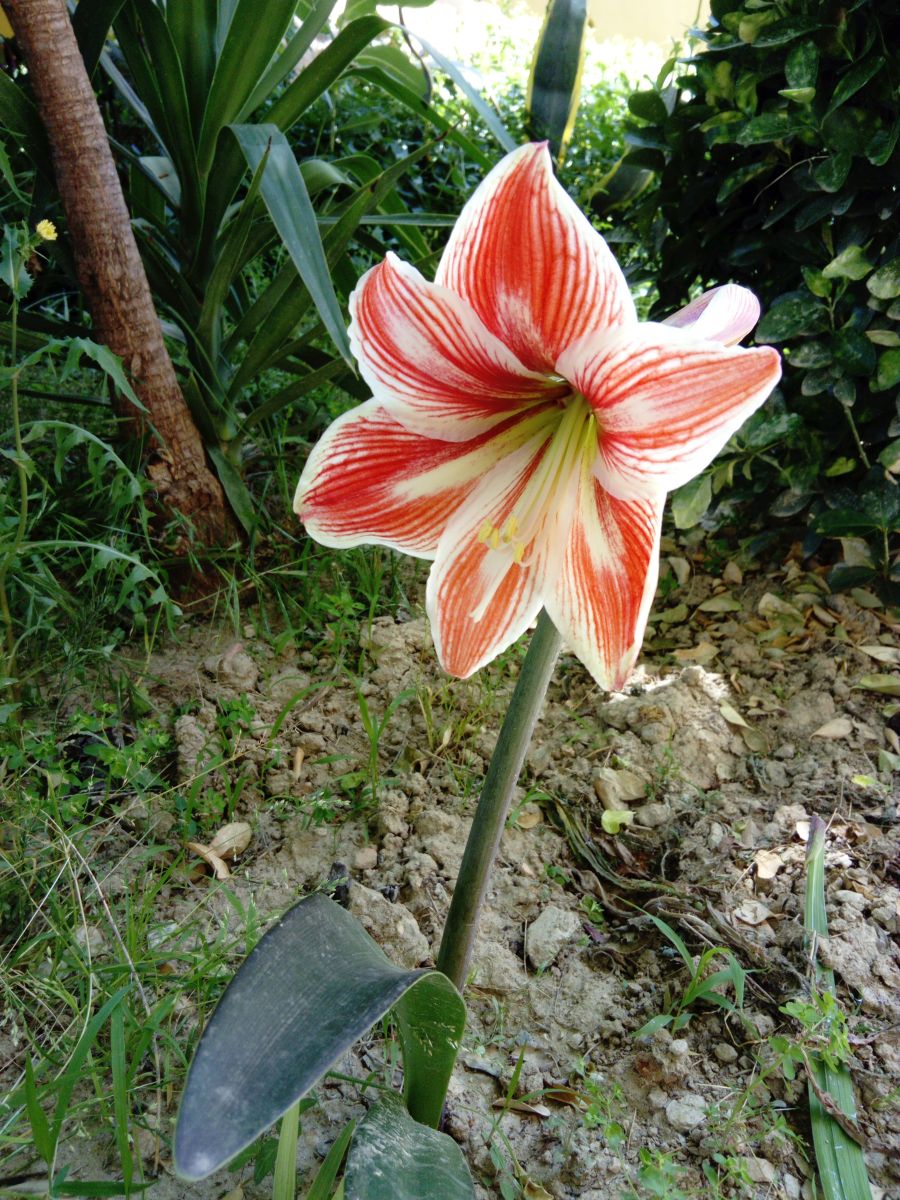 Weather Photos in Grenada. Weather forecasts with beautiful photos by Paracelso