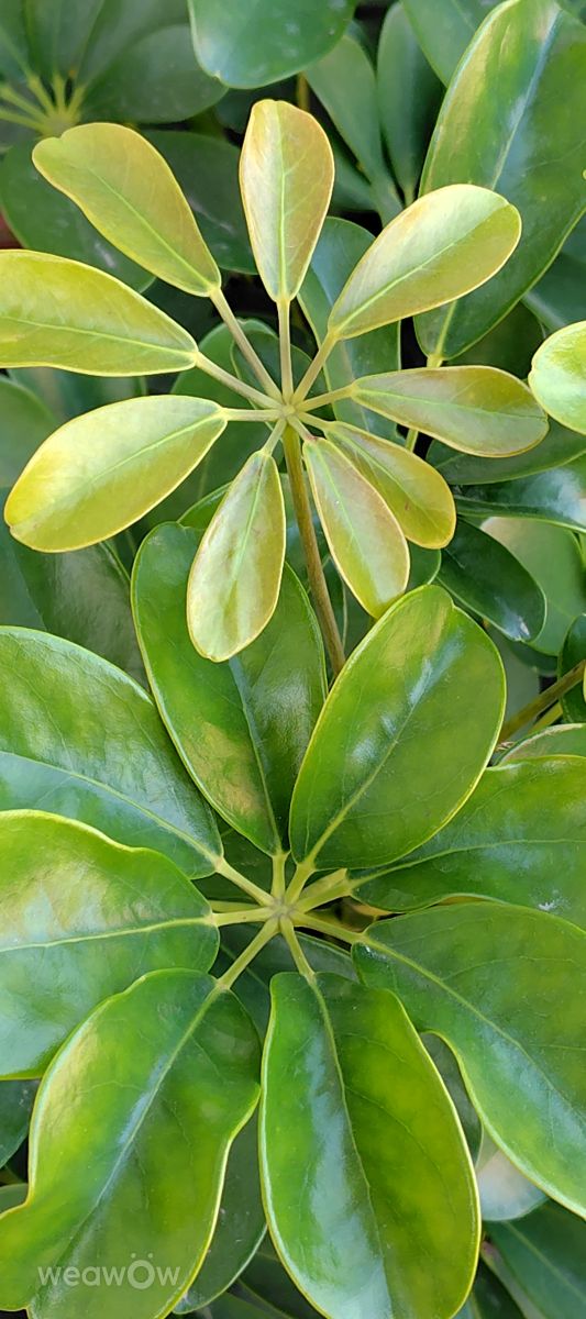 Photographer umemui, Weather Photos in Honshu - Weawow