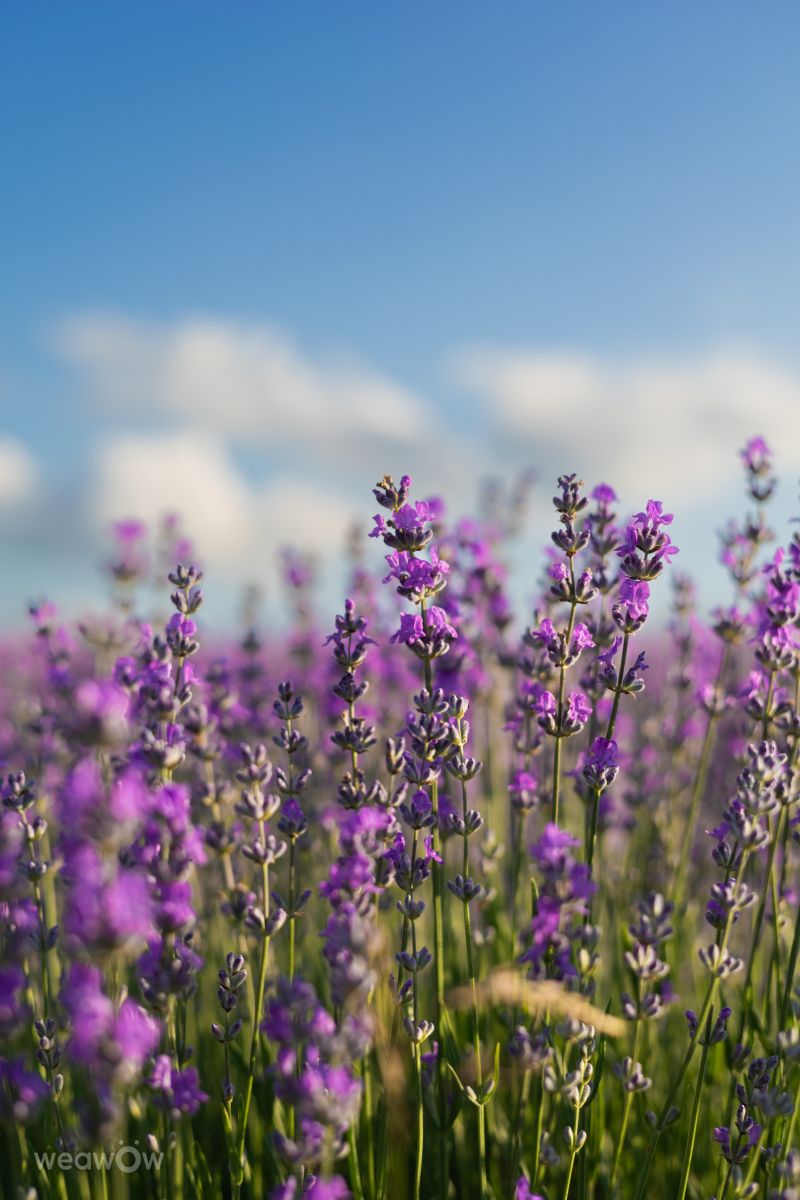 Uzhgorod的天气照片. 天气预报，带Anna_Sayf精美的照片