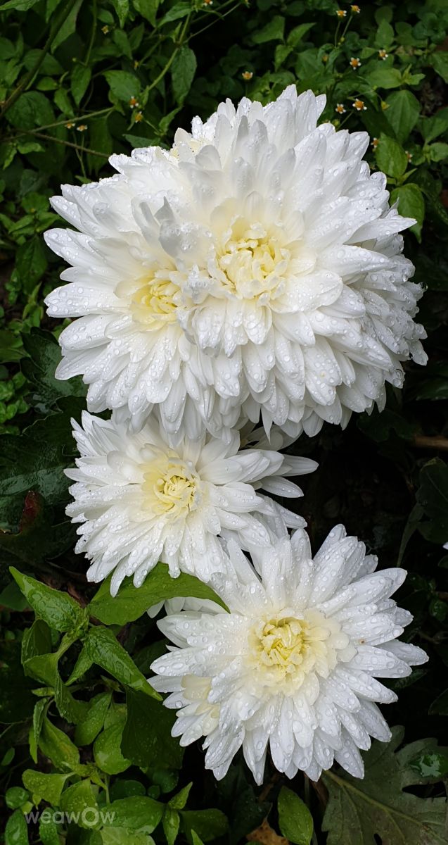 Hình ảnh Thời tiết ở Strada Independenței. Dự báo thời tiết với những bức ảnh đẹp của Mircea