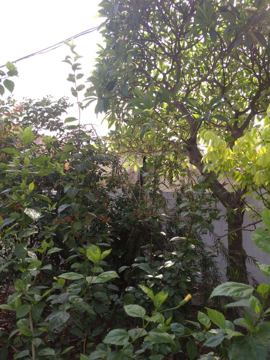 Fotos do tempo em Jalandhar. Previsões do tempo com lindas fotos de Vijay Parti