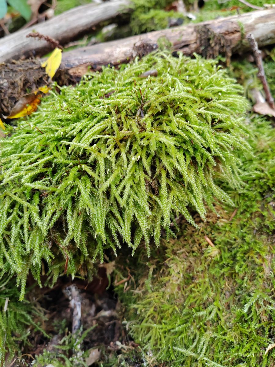 Photographe Albert_Smelovtsev, Photos météo à Roza Khutor - Weawow