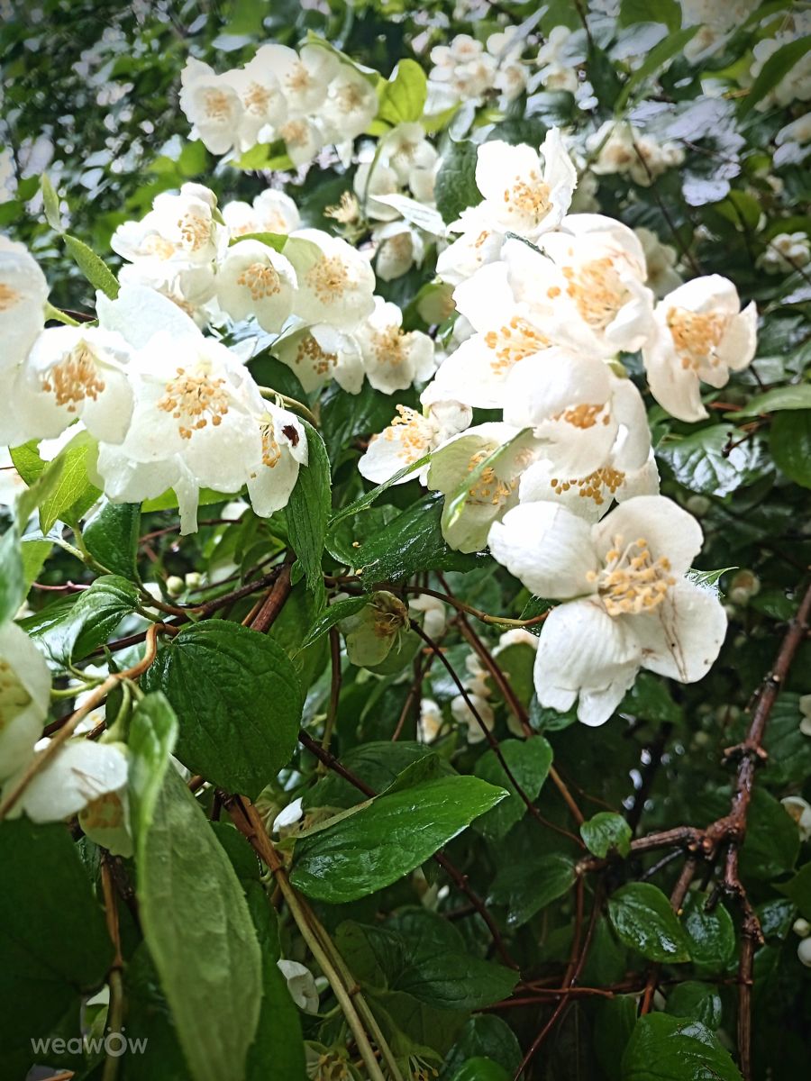 Fotógrafo fruta, Fotos sobre el clima en Zhk Novoye Sertolovo - Weawow