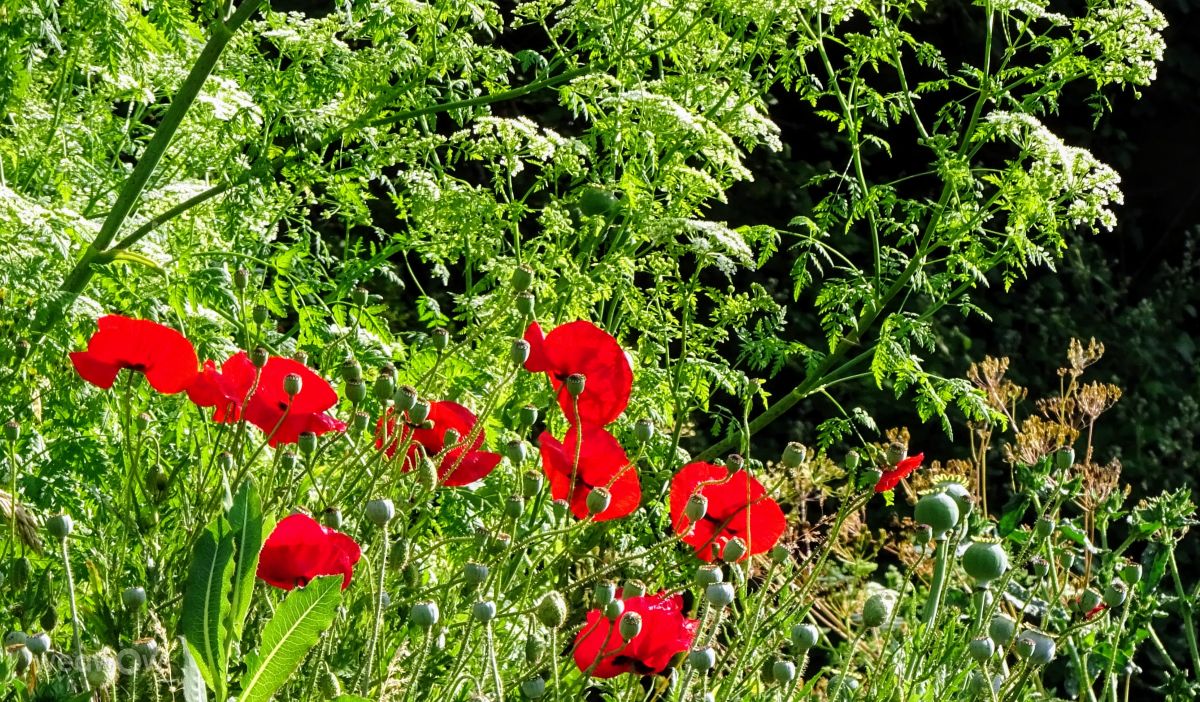 Weather Photos in Yarwell Mill Country Park. Weather forecasts with beautiful photos by kns666